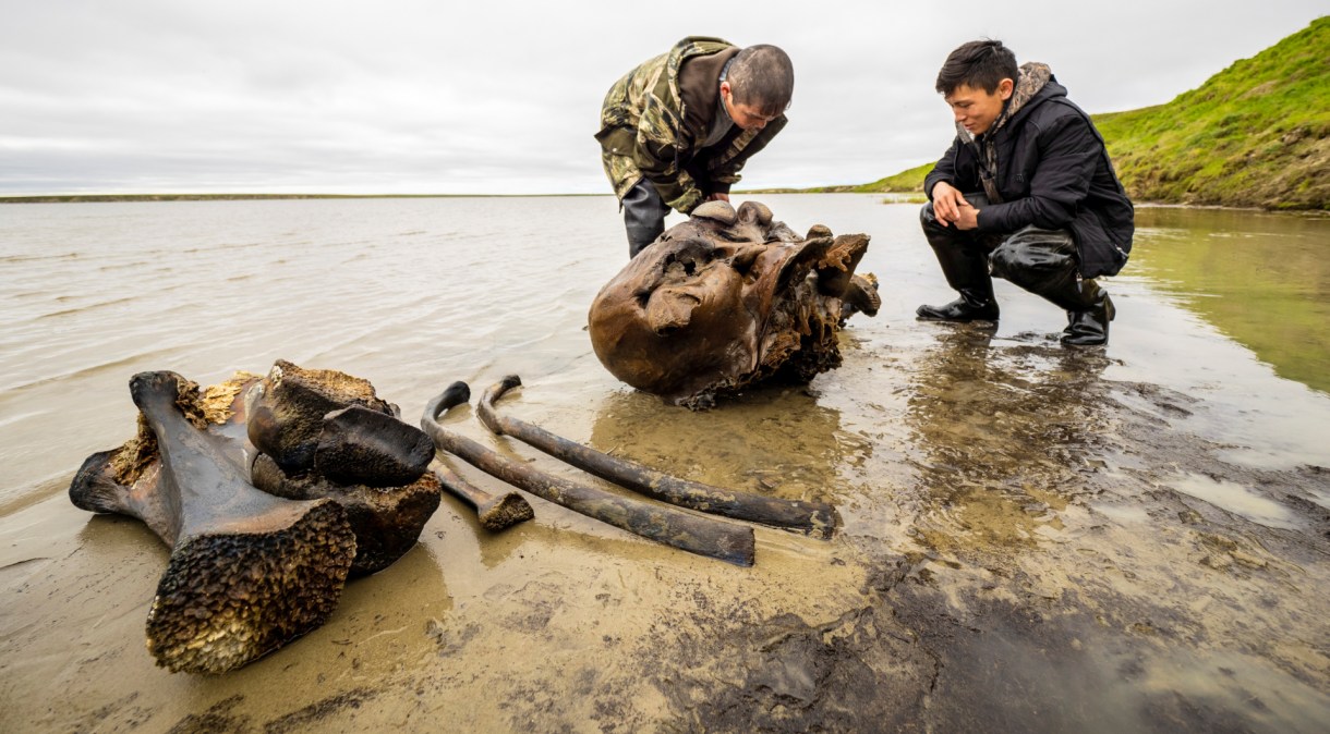 Especialistas examinam esqueleto de mamute encontrado em lago no Ártico