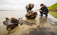 Esqueleto de mamute é encontrado em lago do Ártico na Rússia