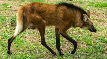 A nova nota será a sétima cédula da família de notas do Real e terá como imagem o lobo-guará. Segundo o BC, em 2020, serão produzidas 450 milhões de unidades