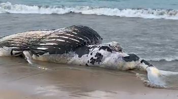 Agentes da guarda ambiental foram avisados pelos pescadores e estão no local para fazer a remoção e a autópsia da baleia, a fim de saber a causa da morte