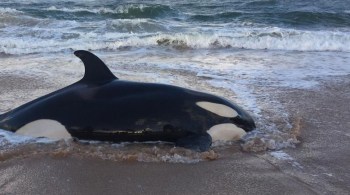 Animal ainda está vivo e reabilitação deve ser feita em uma piscina