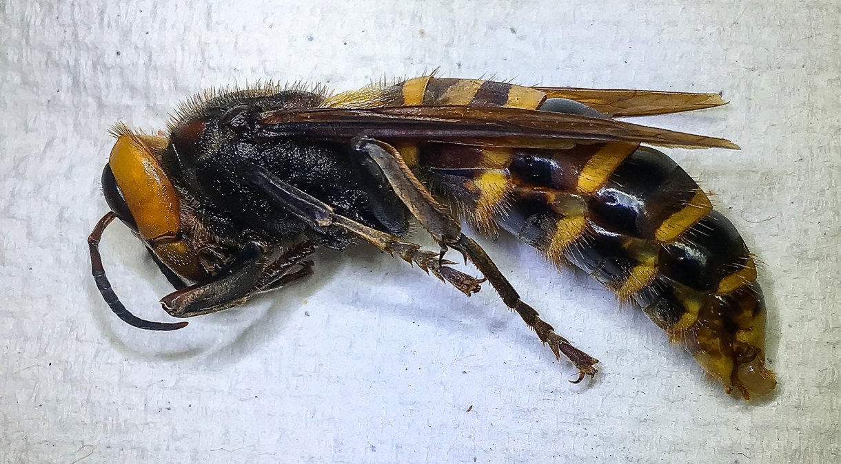 A vespa gigante asiática, chamada de vespa assassina