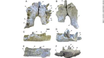 Estudo divulgado nesta semana revela detalhes do Deinosuchus, espécie que aterrorizava dinossauros entre 75 e 82 milhões de anos atrás