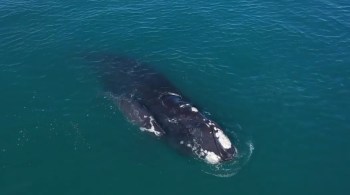 Última aparição de uma baleia-franca na região carioca do mapa foi em 2019, na altura da praia da Barra da Tijuca