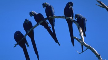 Bióloga alerta que aves ficaram sem local para buscar alimentação e água no Mato Grosso