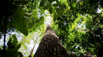 Na segunda, a Noruega, principal financiador do fundo, se comprometeu a retomar pagamentos pela preservação da floresta; secretário alemão cita "forte vontade" de governo para chegar ao Brasil rapidamente