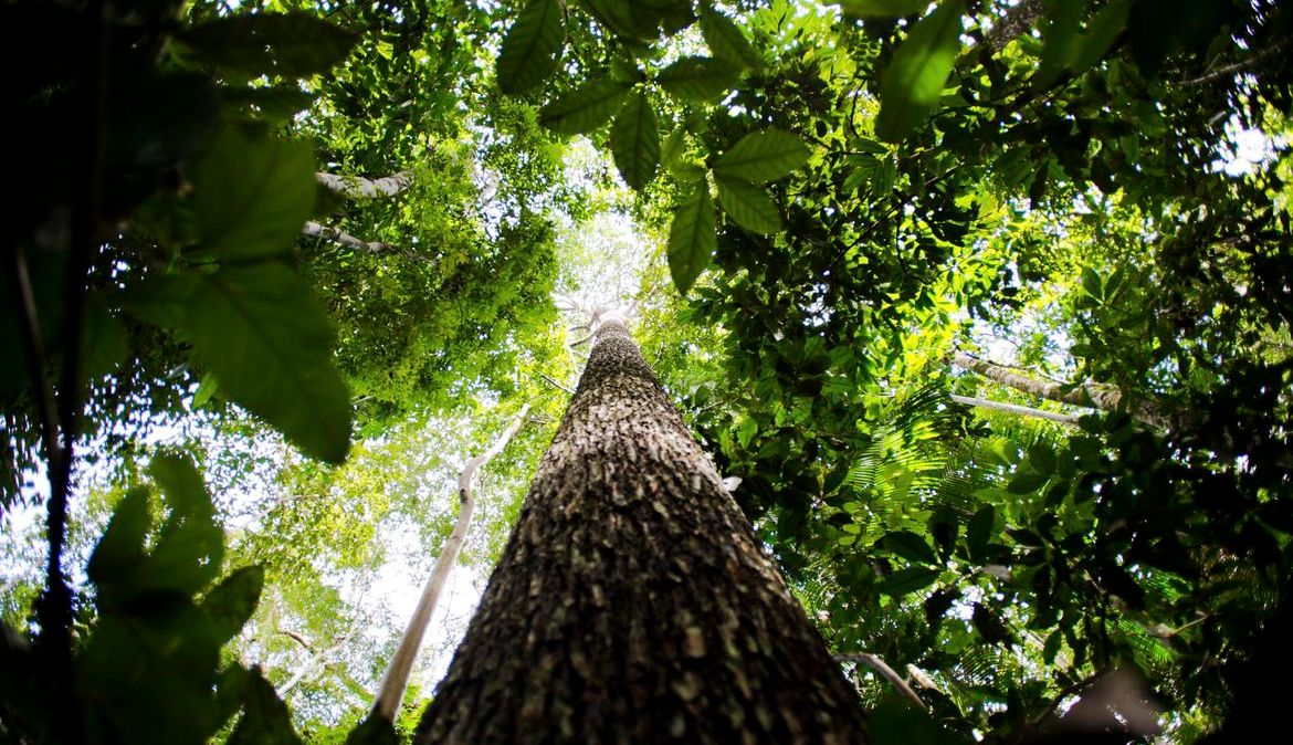 Floresta amazônica: bancos se comprometeram a auxiliar no desenvolvimento sustentável da Amazônia