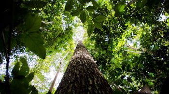 Companhia definiu a estratégia para se tornar uma empresa carbono neutra em 2050. Foram definidas as metas de recuperação e conservação de 500 mil hectares