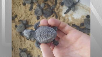 Os filhotes da espécie em extinção nasceram após ovos enterrados terem sido encontrados na Praia da Barra, durante a época de isolamento social