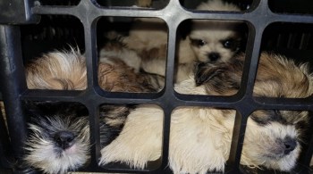 O motorista, um homem de 56 anos, disse que pretendia vender os cães para donos de pet shops em Salvador (BA), Recife e Petrolina