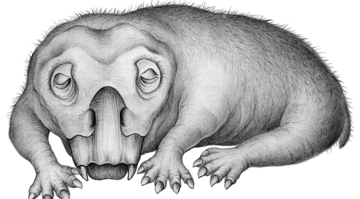 Lystrosaurus, mamífero que entrava em estado semelhante à hibernação há milhões de anos
