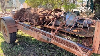 Com cerca de 350 kg, o réptil foi capturado por guardas florestais e levado a uma fazenda