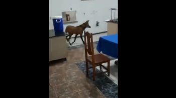 Animal é típico do cerrado