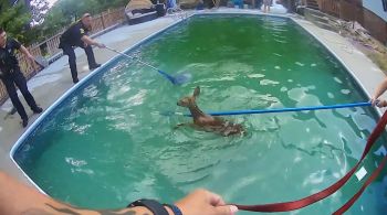 De acordo com as informações, os animais invadiram a residência e acabaram entrando na piscina, mas não conseguiram sair