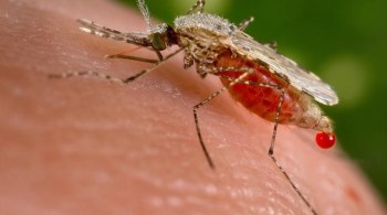 Especialistas fazem alerta sobre o risco de elevação de doenças propagadas por insetos