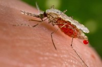 Mudanças climáticas podem provocar aumento na população mundial de mosquitos