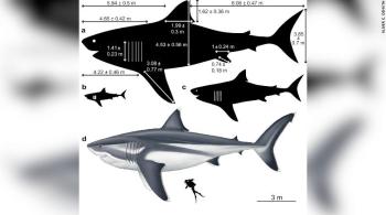 Pesquisadores da Universidade de Bristol e de Swansea, no sul do País de Gales, usaram cálculos matemáticos para descobrir o tamanho do animal