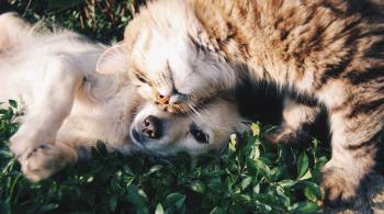 Psicólogo falou sobre a relação dos humanos com animais e como pena mais dura, sancionada nesta semana, pode contribuir