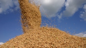 Média diária de importações do arroz sem casca subiu 310,9% até a segunda semana do mês, e do arroz com casca cresceram 14,7%