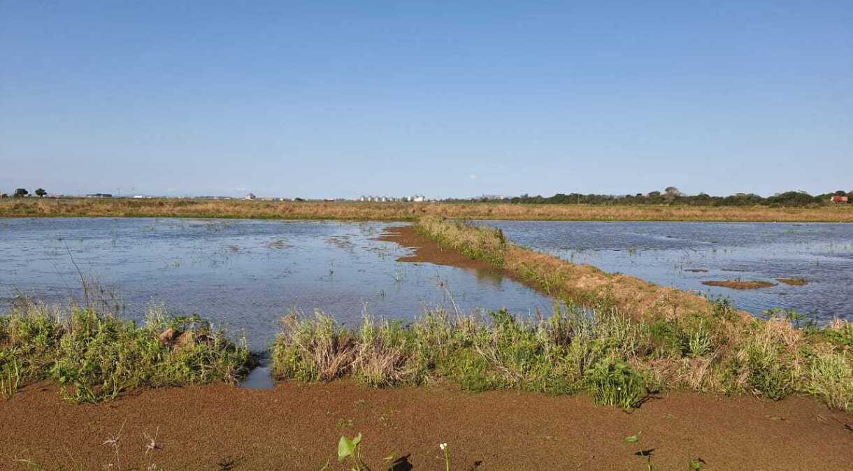Plantação de arroz no Rio Grande do Sul