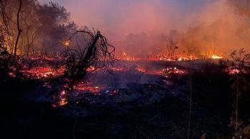 Naquele ano, bioma teve mais de 30% de sua área total queimada e os piores incêndios de sua história; documento foi enviado ao Palácio do Planalto em 13 de junho