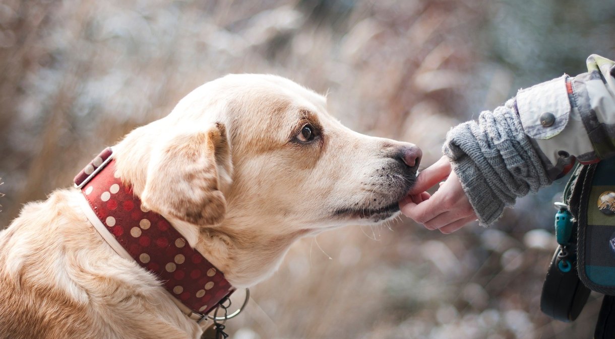 Cães têm capacidade para perceber a mudança no idioma que os humanos falam