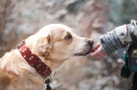 Cachorros podem reconhecer idiomas diferentes e palavras sem sentido, diz estudo