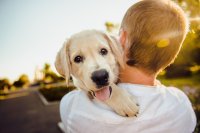 Cientistas explicam por que ter cachorros faz bem para a saúde