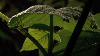 Cientistas classificaram a planta Gympie-Gympie como 'verdadeiramente venenosa'