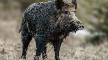 Casos ocorreram em animais selvagens e, até agora, nenhum porco de fazenda foi afetado. Surto na China levou a sacrifício de centenas de milhões de suínos