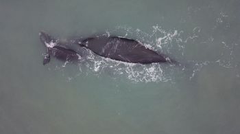 Queda no volume de alimento disponível nos oceanos e aumento das temperaturas são as principais hipóteses para a queda