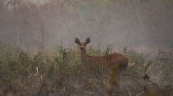 Trata-se da maior queimada já registrada no Pantanal