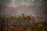 Queimadas caem 1% no Brasil, mas crescem 14% na Amazônia, diz MapBiomas