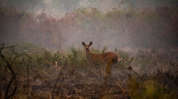 Segundo especialistas, caatinga e cerrado são os biomas mais afetados por incêndios florestais em 2021