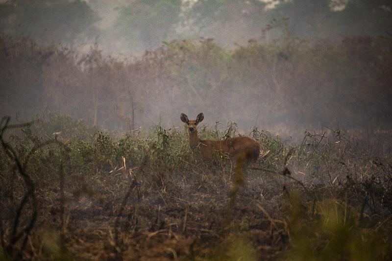 Animal selvagem em meio à fumaça causada pelas queimadas no Pantanal