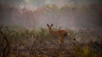 Área de visitação permanece fechada até domingo