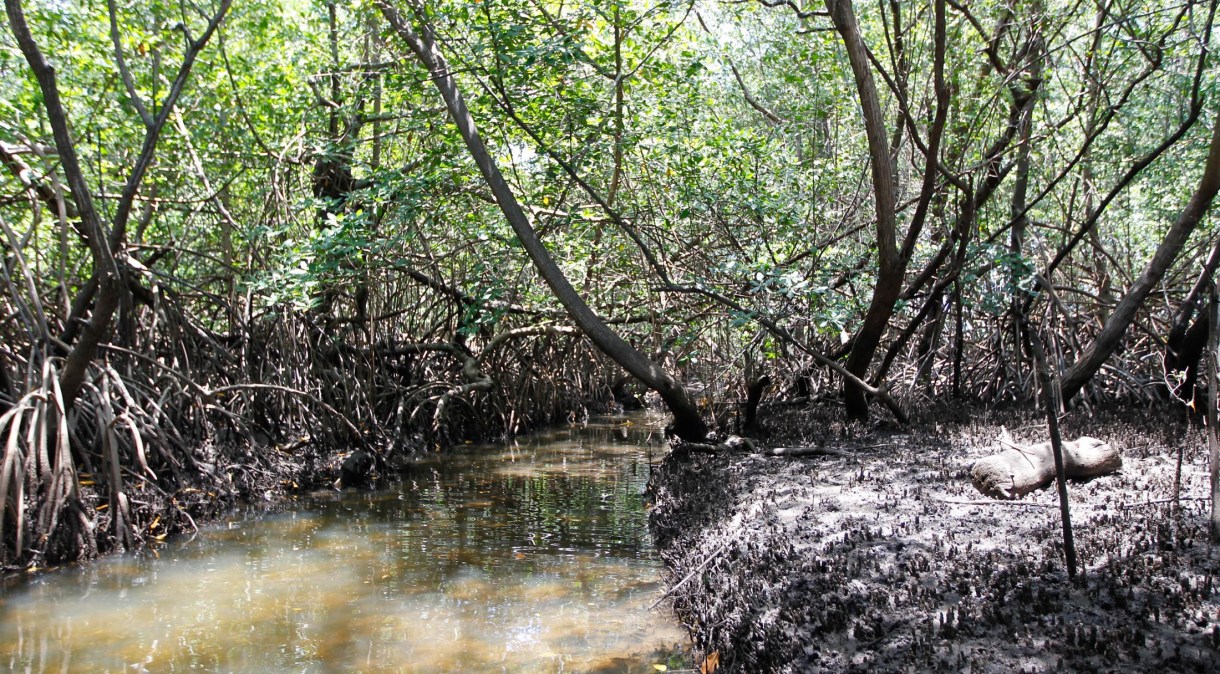 Área de manguezal às margens do rio Tatuamunha, no Recife (PE)