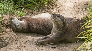 Harris, uma lontra de Cornwall, encontrou Pumpkin, lontra de Scarborough; os dois viverão juntos, depois de ambos terem perdido seus parceiros anteriores