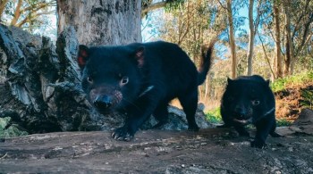 Projetos de proteção da espécie estão libertando animais no seu habitat natural