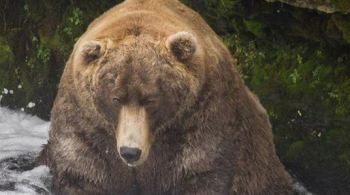 Os ursos do Parque Katmai podem chegar a mais de 453 quilos durante o verão. Eles também podem perder um terço do peso corporal durante a hibernação