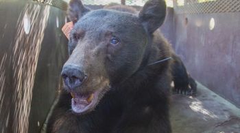 Veterinários usaram pele de tilápia para ajudar a curar as queimaduras do animal, que pesa quase 170 kg e foi um das vítimas fogo na Califórnia