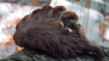 Departamento Florestal local alerta os moradores para ficarem longe do animal, pois ele tem cerdas venenosas no pelo