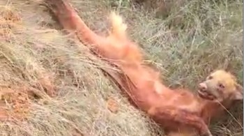 De acordo com o corpo de bombeiros, o animal estava com suspeita de fratura em uma das patas e ferimentos que aparentavam ser queimaduras