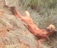 Lobo-guará, símbolo da nota de R$ 200, é resgatado ferido em cidade mineira