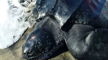 Tartaruga-de-couro foi resgatada na praia de São Miguel, em Ilhéus