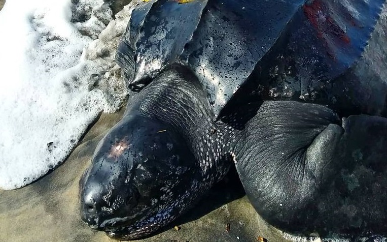 Tartaruga-de-couro foi resgatada na praia de São Miguel, em Ilhéus