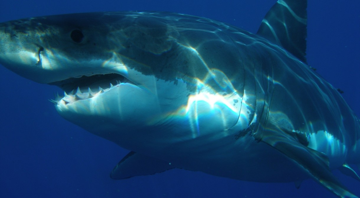 Tubarões-brancos estão entre maiores responsáveis de mordidas em humanos