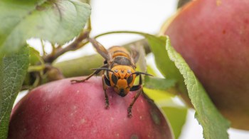 Ele foi encontrado por entomologistas no buraco de uma árvore em uma propriedade privada