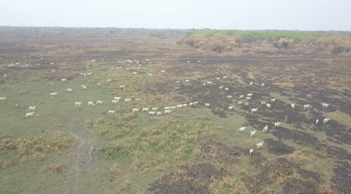 Criação de gado na região do Pantanal