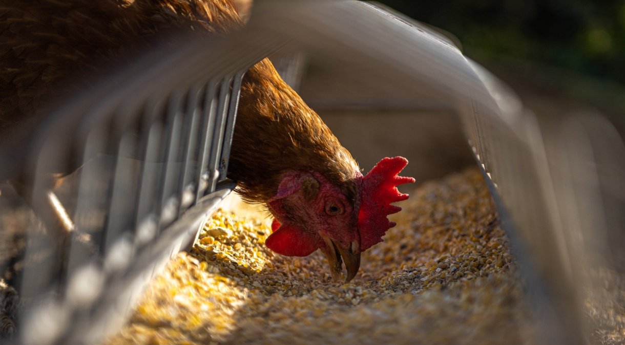 Autoridades espanholas abateram mais de 130.000 galinhas depois que um surto de gripe aviária foi detectado em uma operação agrícola intensiva